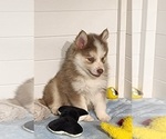 Small Photo #16 Pomsky Puppy For Sale in RAMONA, CA, USA