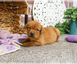 Labrador Retriever Puppy for sale in SYRACUSE, IN, USA