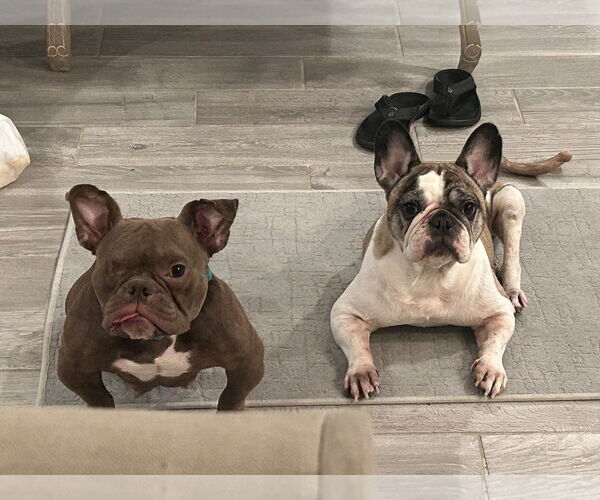Medium Photo #3 Free-Lance Bulldog Puppy For Sale in Lighthouse Point, FL, USA