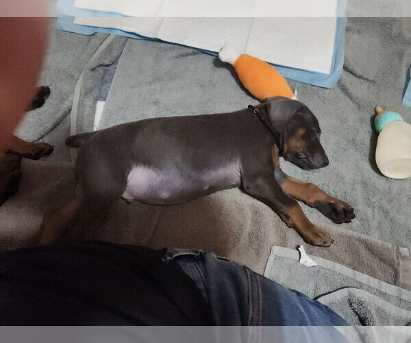 Medium Photo #5 Doberman Pinscher Puppy For Sale in CLINTON, OH, USA