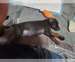 Small #4 Doberman Pinscher