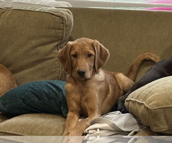 Medium Photo #4 Labrador Retriever-Unknown Mix Puppy For Sale in Jackson Township, NJ, USA