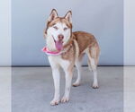 Small #1 Siberian Husky