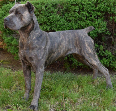 Medium Photo #1 Cane Corso Puppy For Sale in WOODS CROSS, UT, USA