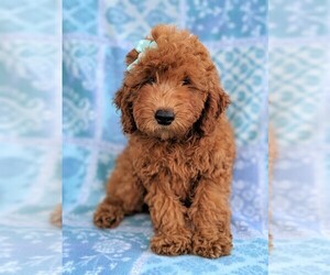 Goldendoodle Puppy for sale in LANCASTER, PA, USA