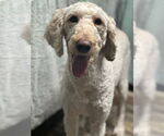 Small #1 Poodle (Standard)