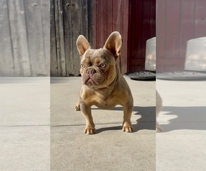 Father of the French Bulldog puppies born on 05/18/2026