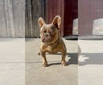 Small Photo #1 French Bulldog Puppy For Sale in BAKERSFIELD, CA, USA