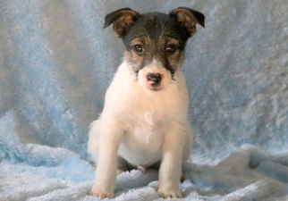 Jack Russell Terrier Puppy for sale in MOUNT JOY, PA, USA
