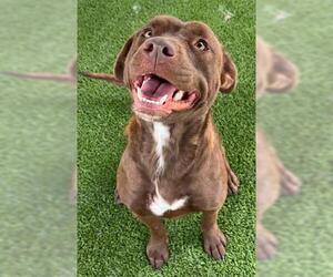 Labrador Retriever-Unknown Mix Dogs for adoption in Newton, NC, USA