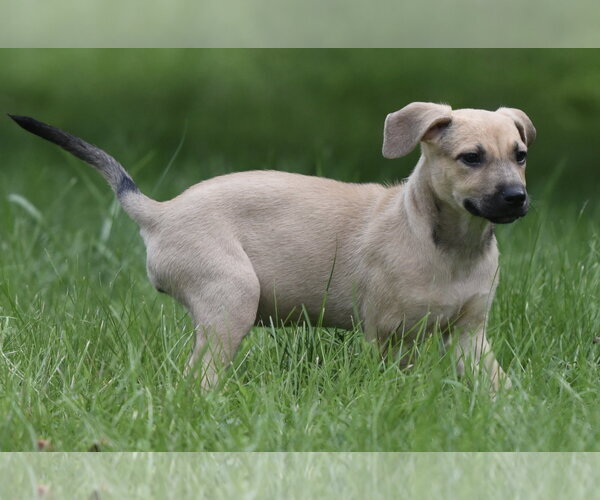 Medium Photo #4 Boxer-Unknown Mix Puppy For Sale in Mechanicsburg, PA, USA