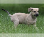 Small #3 Boxer Mix