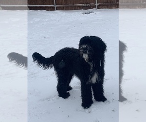 Goldendoodle-Sheepadoodle Mix Puppy for sale in FORT WORTH, TX, USA
