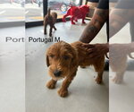 Small Golden Retriever