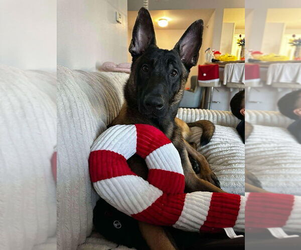 Medium Photo #1 Mutt Puppy For Sale in Imlay City, MI, USA