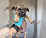 Small Chihuahua Mix