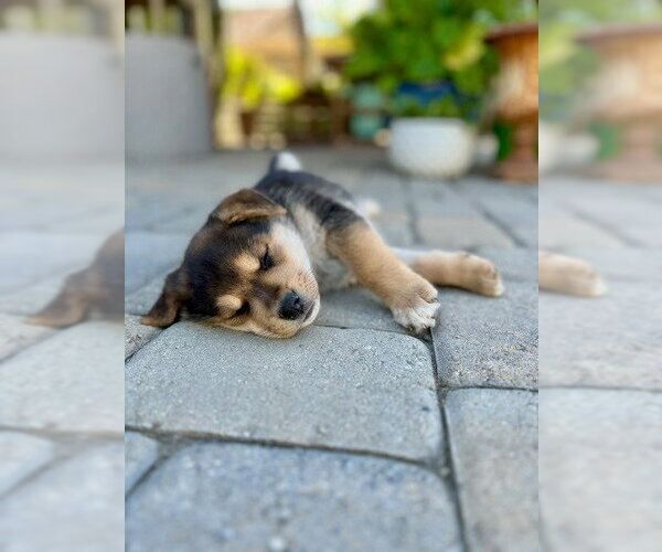 Medium Photo #2 Mutt Puppy For Sale in Lake Forest, CA, USA