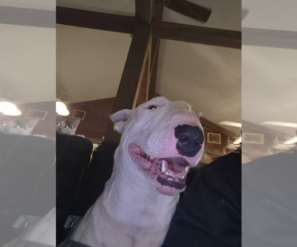 Medium Photo #1 Bull Terrier Puppy For Sale in DEVINE, TX, USA