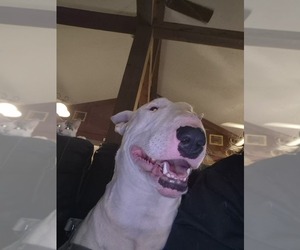 Father of the Bull Terrier puppies born on 06/03/2026