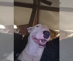 Small Photo #1 Bull Terrier Puppy For Sale in DEVINE, TX, USA