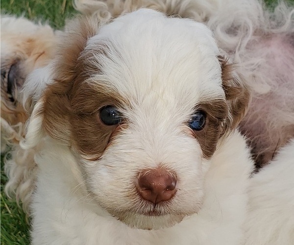 Medium Photo #34 Bernedoodle (Miniature) Puppy For Sale in LEETONIA, OH, USA