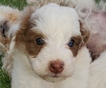 Small #33 Bernedoodle (Miniature)