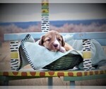 Small Photo #16 Bordoodle Puppy For Sale in OLATHE, CO, USA