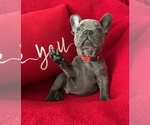 Small Photo #2 French Bulldog Puppy For Sale in LATHROP, CA, USA