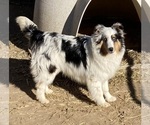 Small Photo #1 Shetland Sheepdog Puppy For Sale in FORT MORGAN, CO, USA