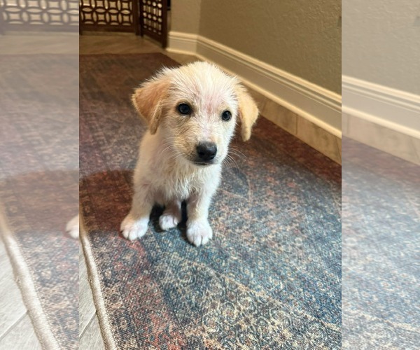 Medium Photo #3 Australian Retriever Puppy For Sale in Valrico, FL, USA