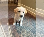 Small #2 Australian Retriever