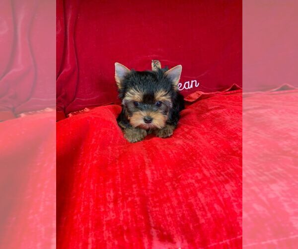 Medium Photo #1 Dachshund Puppy For Sale in PERRIS, CA, USA