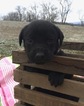 Small Photo #14 Labrottie Puppy For Sale in PORT ROYAL, PA, USA