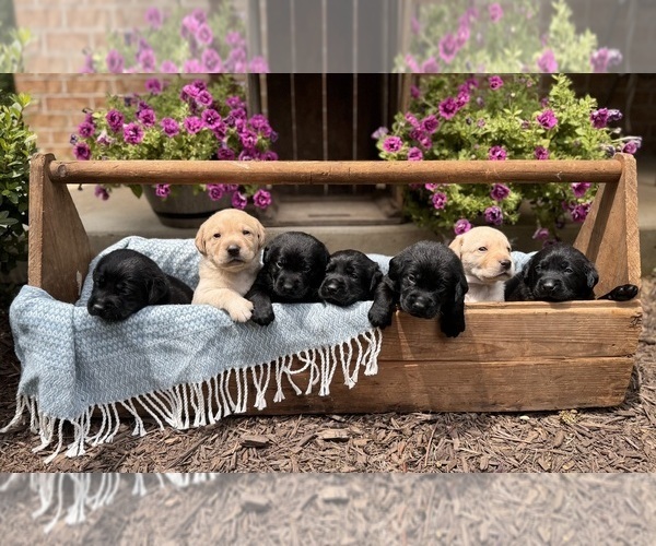 Medium Photo #1 Labrador Retriever Puppy For Sale in WINCHESTER, VA, USA