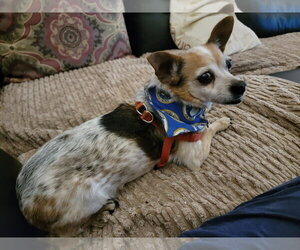Chaplin NJ - Male Chihuahua-Unknown Mix Dog for Adoption - Photo #3