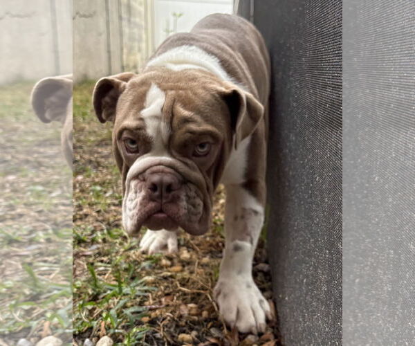 Medium Photo #5 Bulldog Puppy For Sale in Valrico, FL, USA