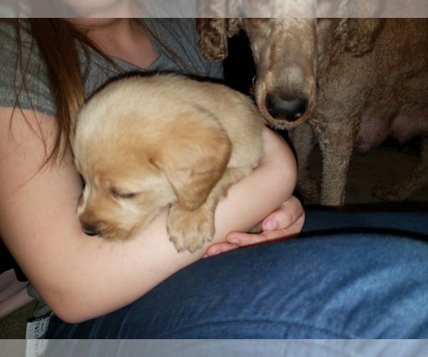 Medium Photo #60 Labradoodle Puppy For Sale in WASHOUGAL, WA, USA