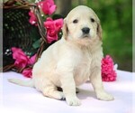 Small #5 Golden Irish