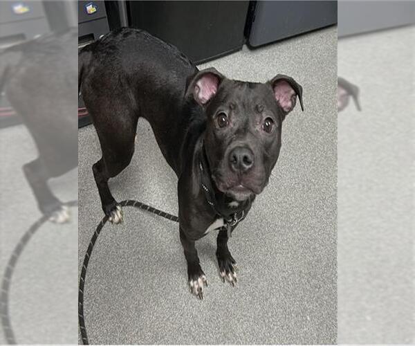 Medium Photo #1 American Pit Bull Terrier-Unknown Mix Puppy For Sale in Palmetto, FL, USA