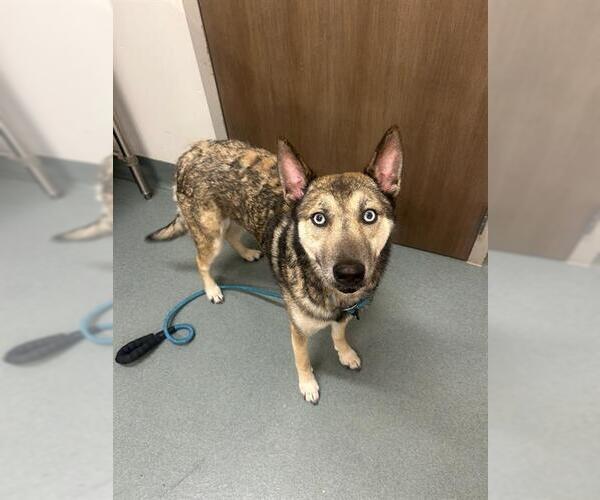 Medium Photo #1 Gerberian Shepsky Puppy For Sale in Baytown, TX, USA