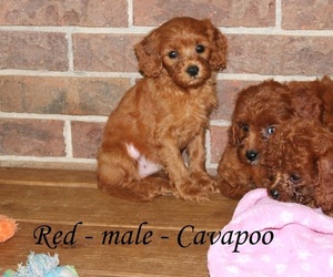 Cavapoo Puppy for sale in CLARKRANGE, TN, USA