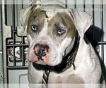 Small American Bulldog Mix