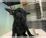 Small Mutt
