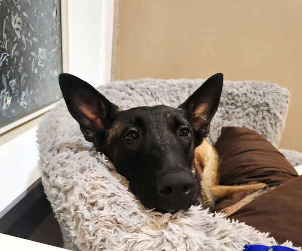 Medium Photo #1 Mutt Puppy For Sale in Stevens Point, WI, USA