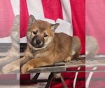 Small Photo #2 Shiba Inu Puppy For Sale in LIGONIER, IN, USA