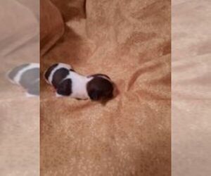 Havanese Puppy for sale in DREXEL, MO, USA