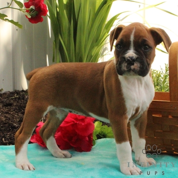 Medium Photo #1 Boxer Puppy For Sale in GAP, PA, USA