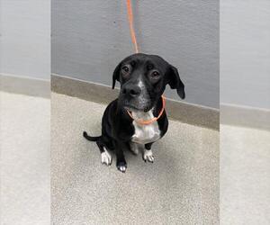 American Pit Bull Terrier-Unknown Mix Dogs for adoption in Las Vegas, NV, USA