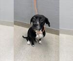 Small Photo #1 American Pit Bull Terrier-Unknown Mix Puppy For Sale in Las Vegas, NV, USA