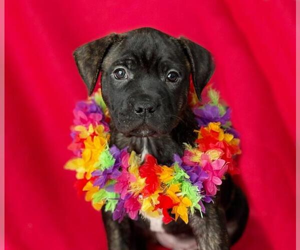 Medium Photo #1 Mutt Puppy For Sale in Spring Lake, NJ, USA